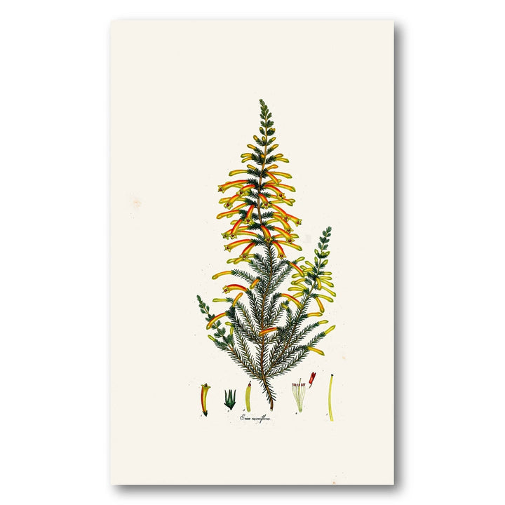 Cape Fynbos – Erica curviflora Art Print