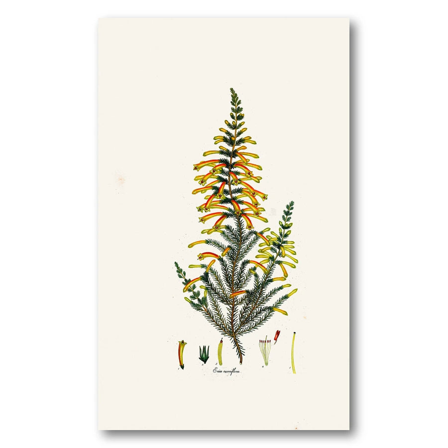 Cape Fynbos – Erica curviflora Art Print
