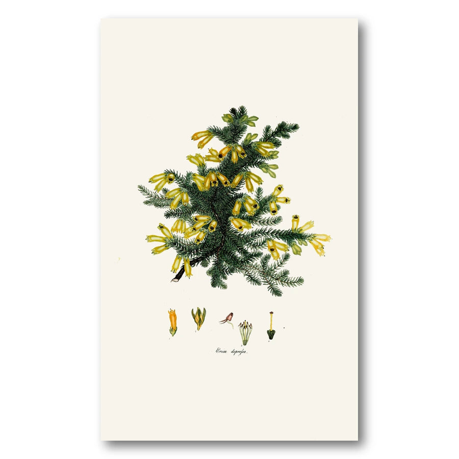 Cape Fynbos – Erica depressa Art Print