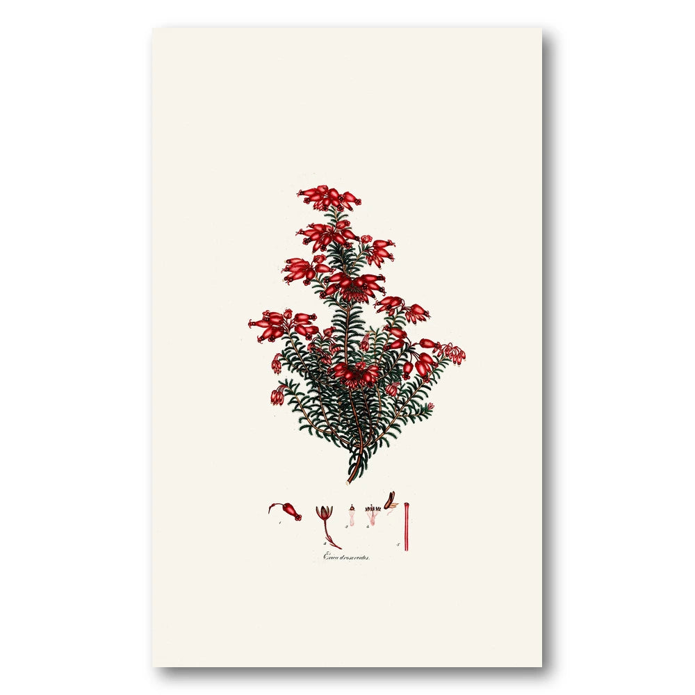 Cape Fynbos – Erica droseroides Art Print
