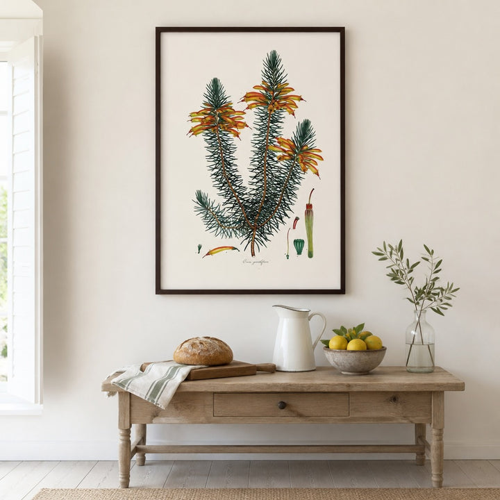 Erica grandiflora Cape fynbos art print framed in a South African farmhouse