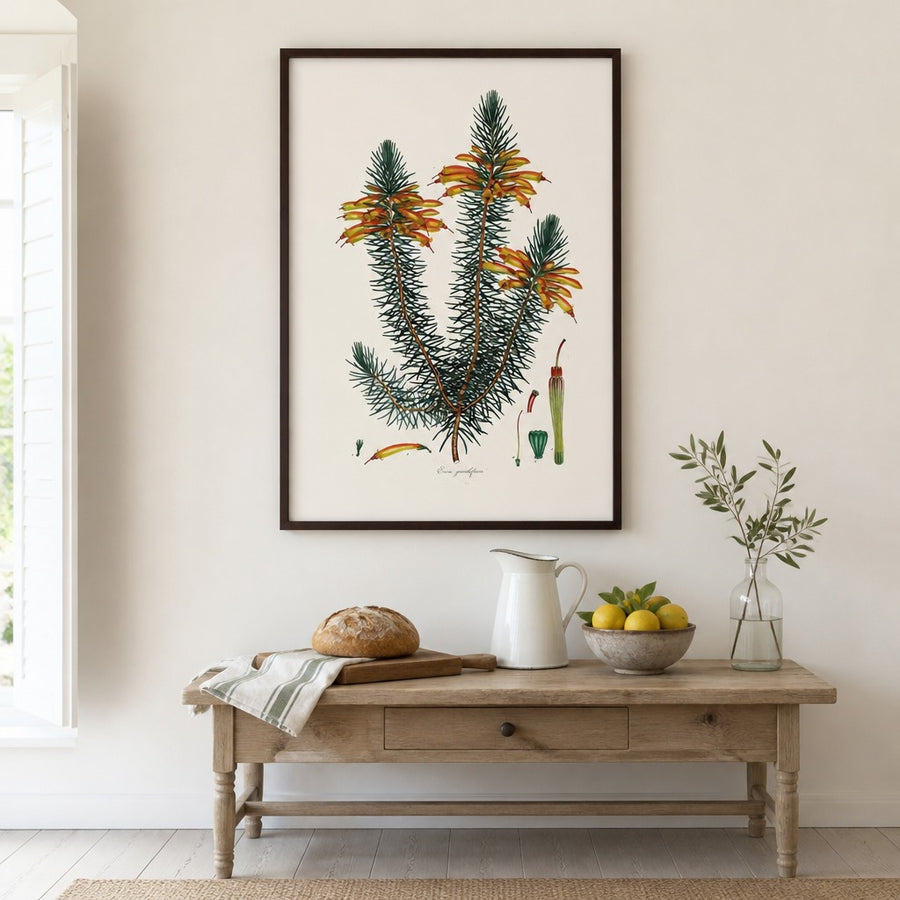 Cape Fynbos – Erica grandiflora Art Print in a room setting