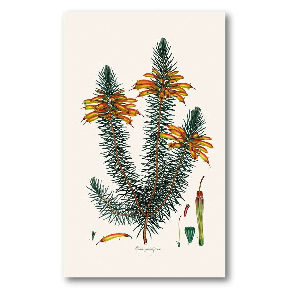 Cape Fynbos – Erica grandiflora Art Print