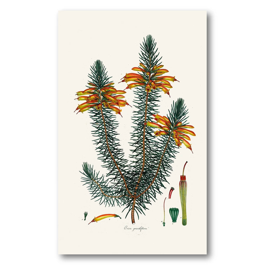 Cape Fynbos – Erica grandiflora Art Print