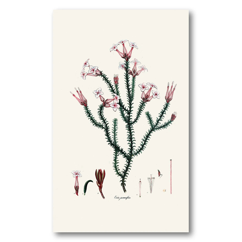 Cape Fynbos – Erica jasminiflora Art Print