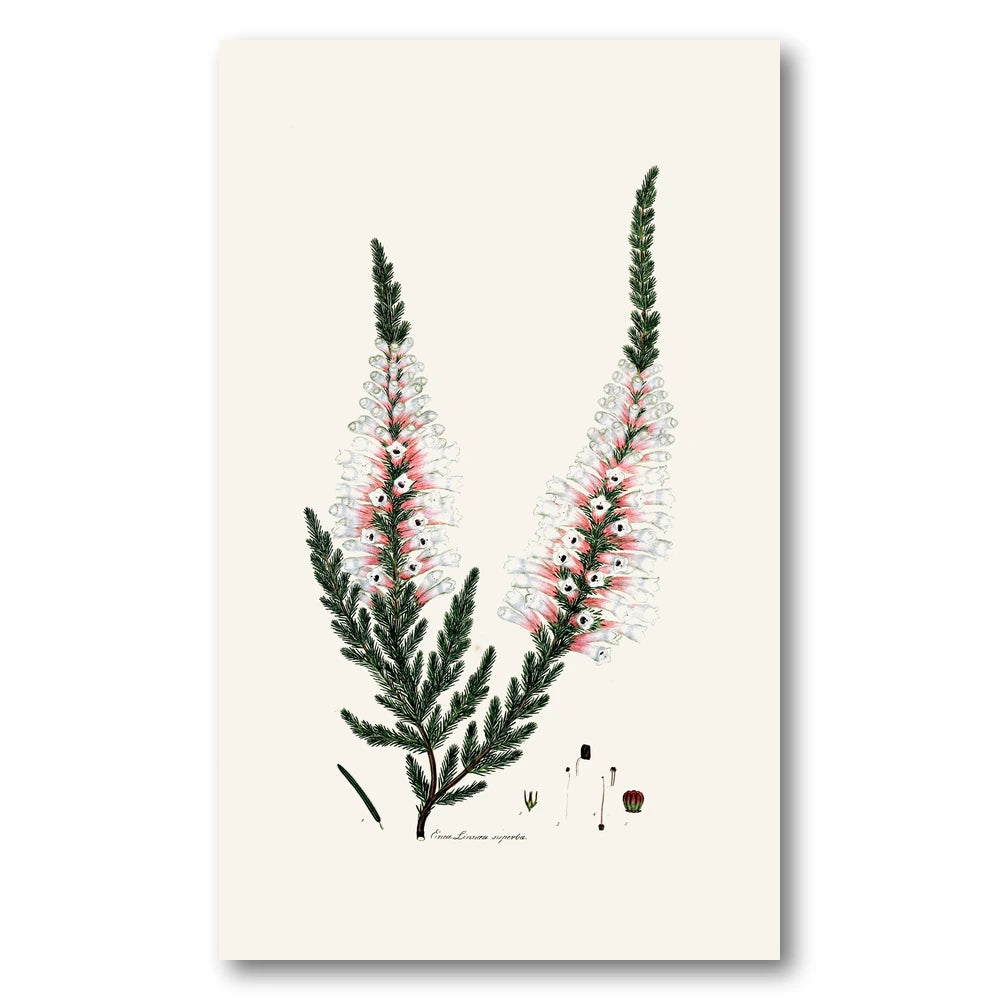 Cape Fynbos – Erica linnaea superba Art Print