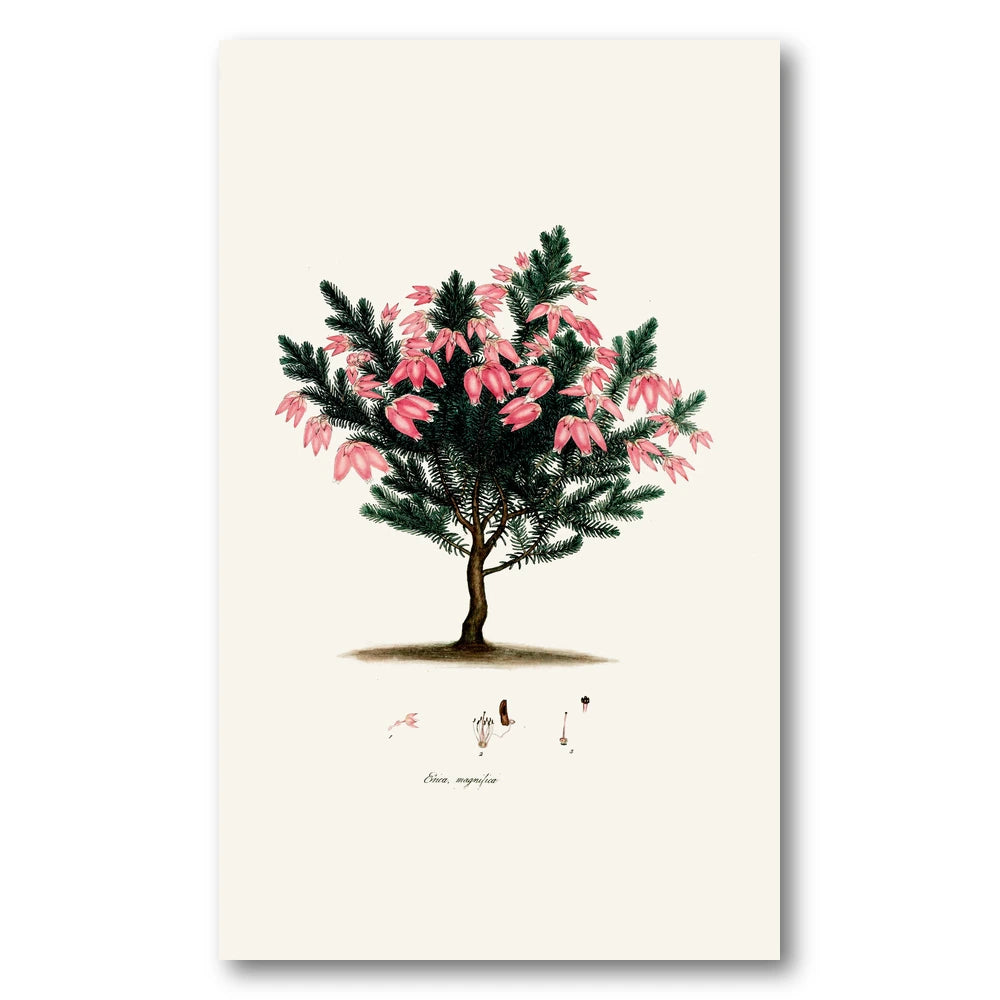 Cape Fynbos – Erica magnifica Art Print