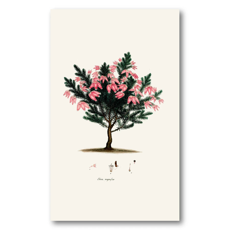 Cape Fynbos – Erica magnifica Art Print