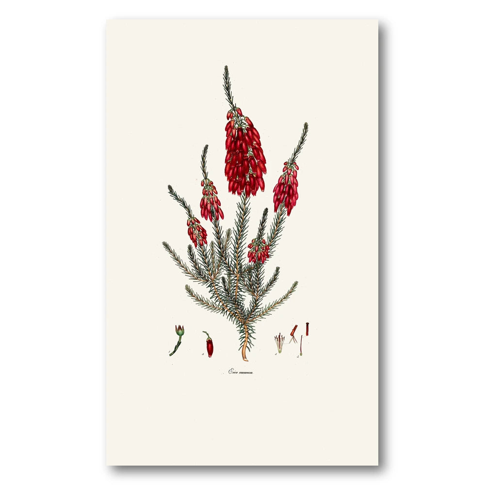 Cape Fynbos – Erica mammosa Art Print