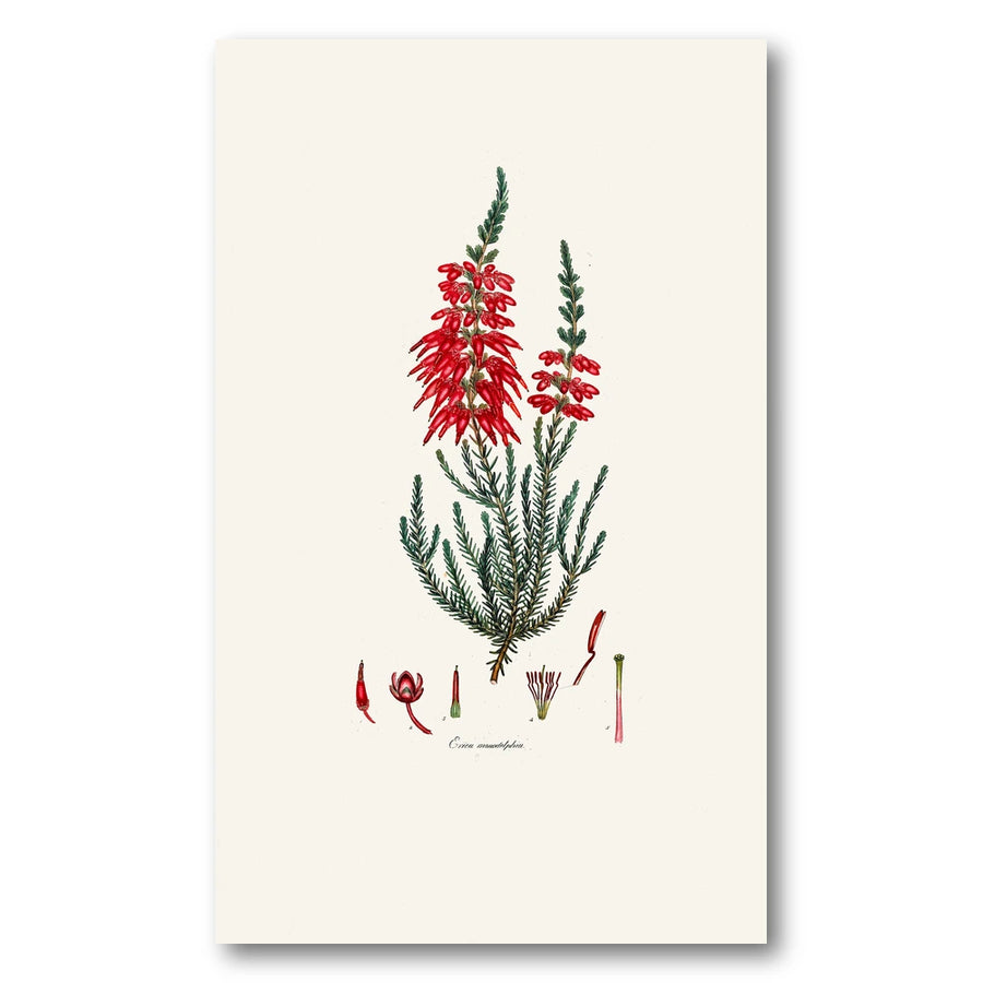 Cape Fynbos – Erica monadelpha Art Print