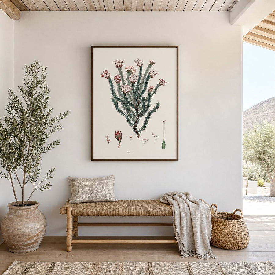 Cape Fynbos – Erica obbata Art Print in a room setting