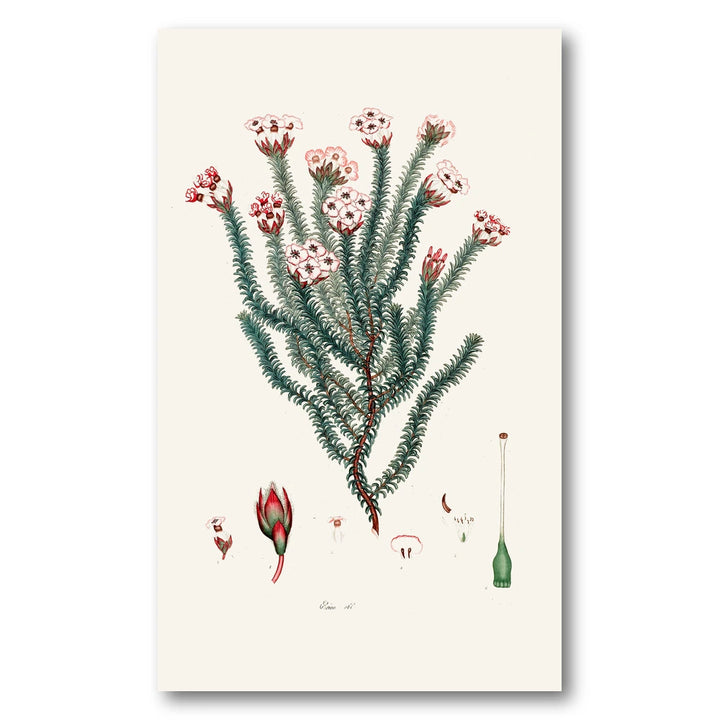 Cape Fynbos – Erica obbata Art Print