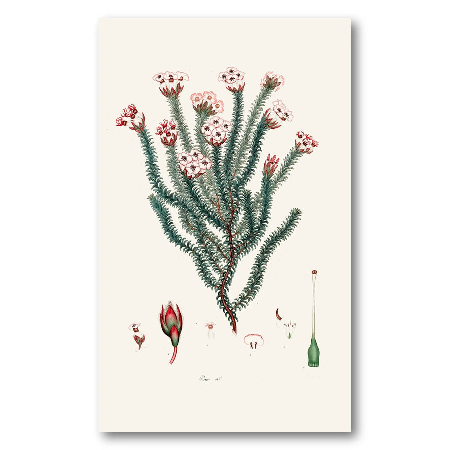 Cape Fynbos – Erica obbata Art Print