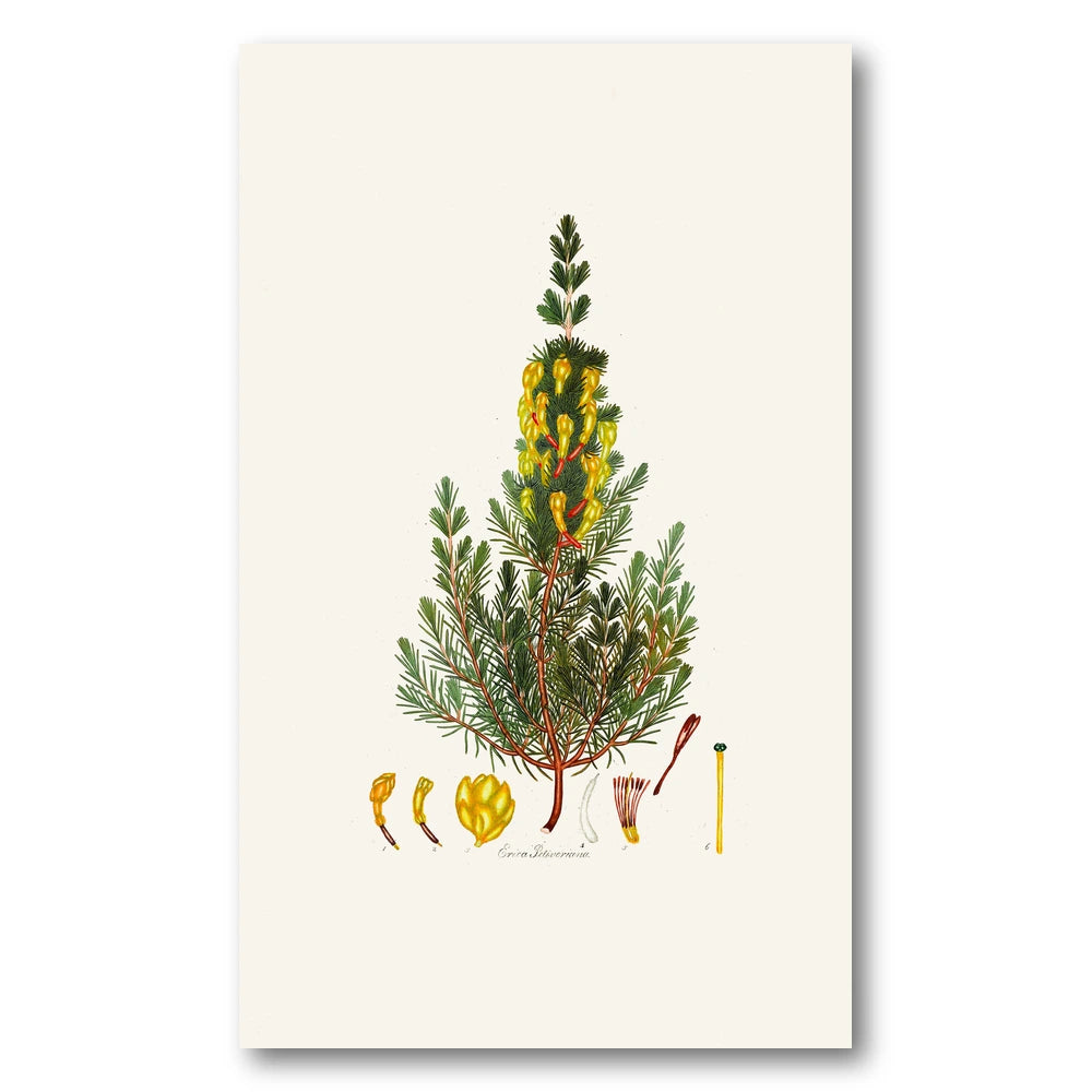Cape Fynbos – Erica petiveriana Art Print