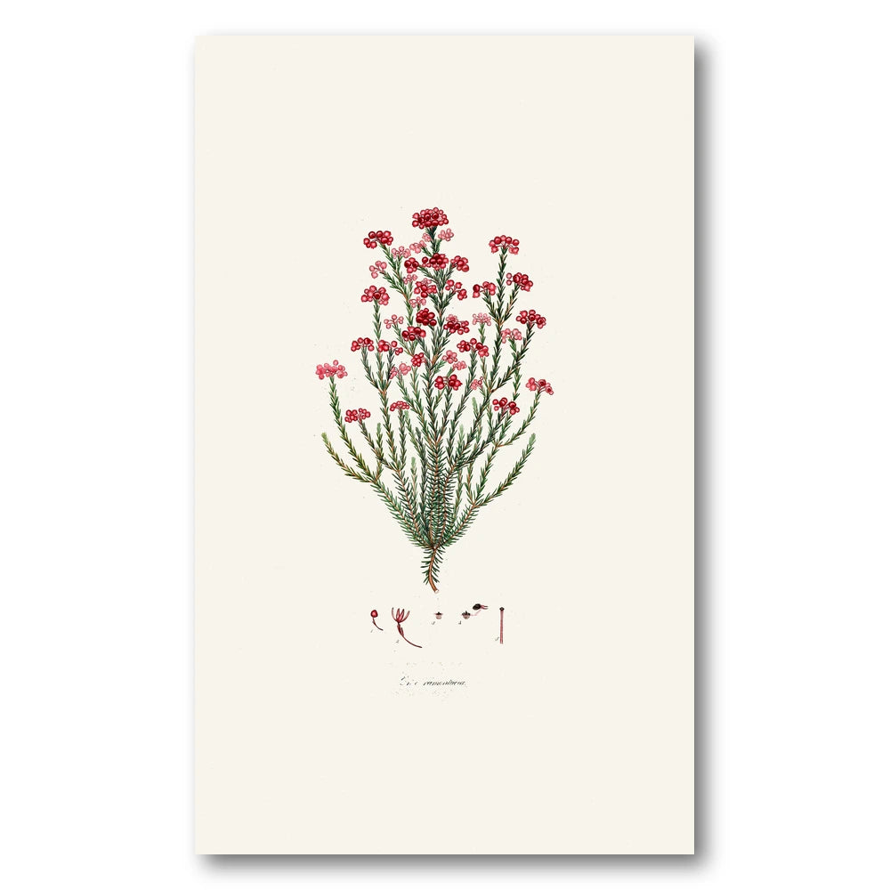 Cape Fynbos – Erica ramentacea Art Print