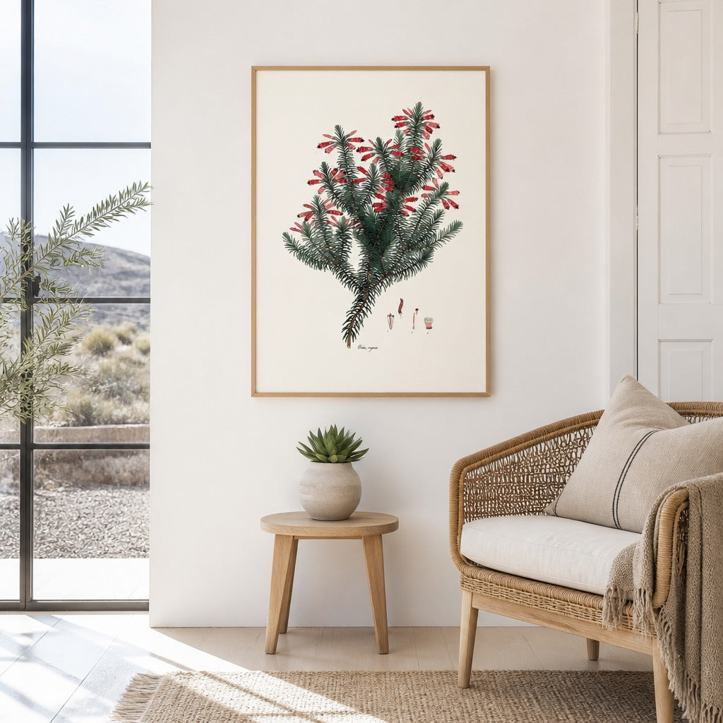 Erica rugosa Cape fynbos art print framed in a South African farmhouse