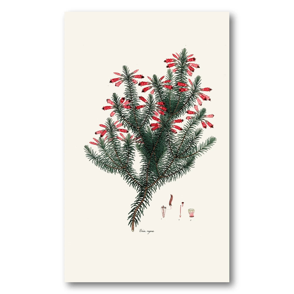 Cape Fynbos – Erica rugosa Art Print