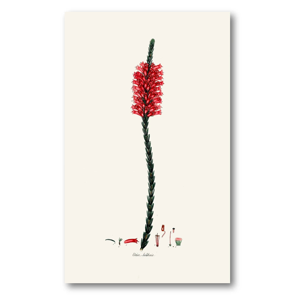 Cape Fynbos – Erica salisburia Art Print