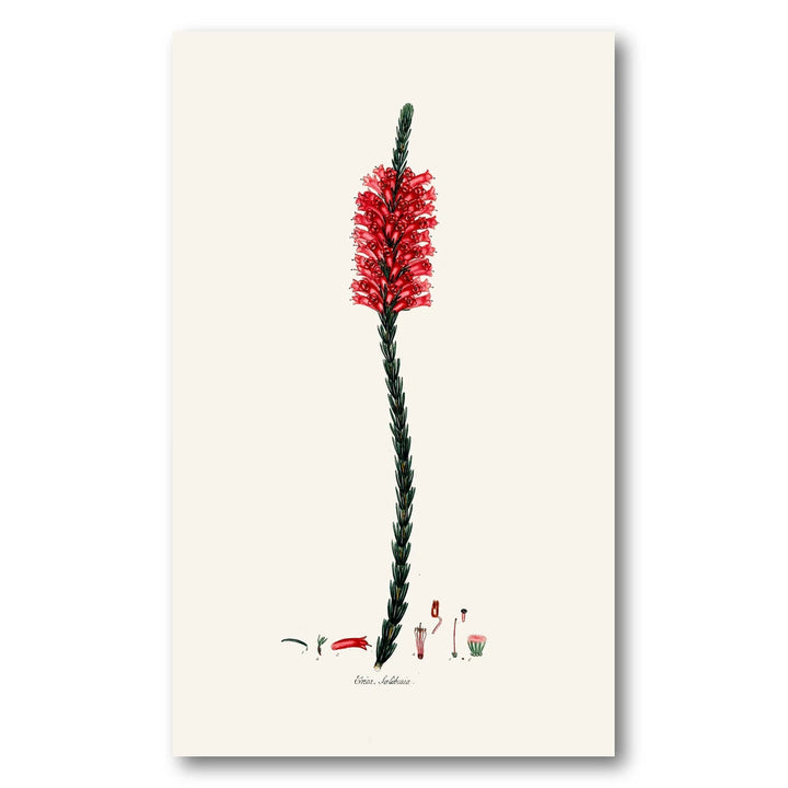 Cape Fynbos – Erica salisburia Art Print