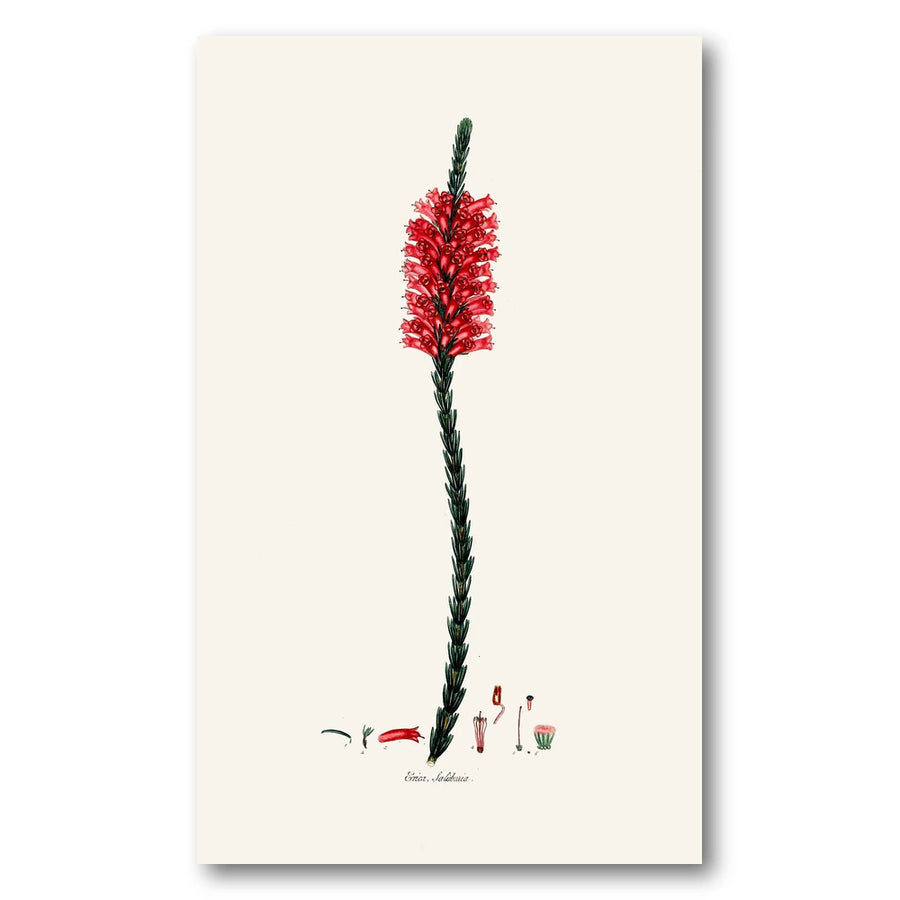 Cape Fynbos – Erica salisburia Art Print