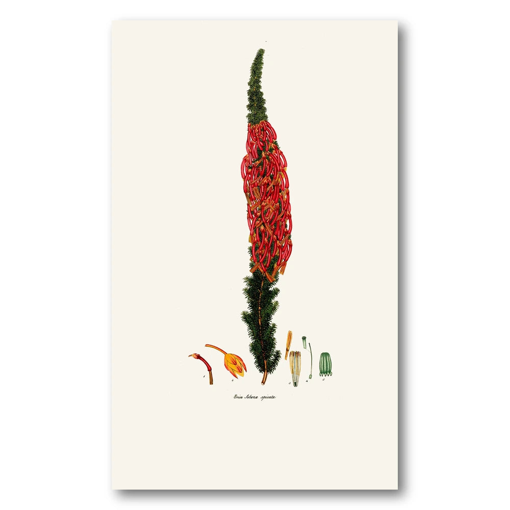 Cape Fynbos – Erica sebana spicata Art Print