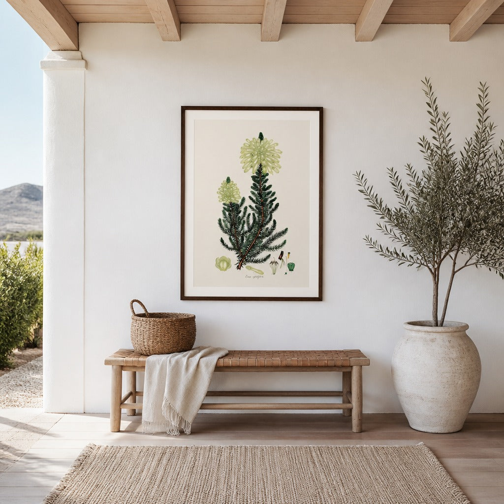 Erica sessiliflora Cape fynbos art print framed in a South African farmhouse