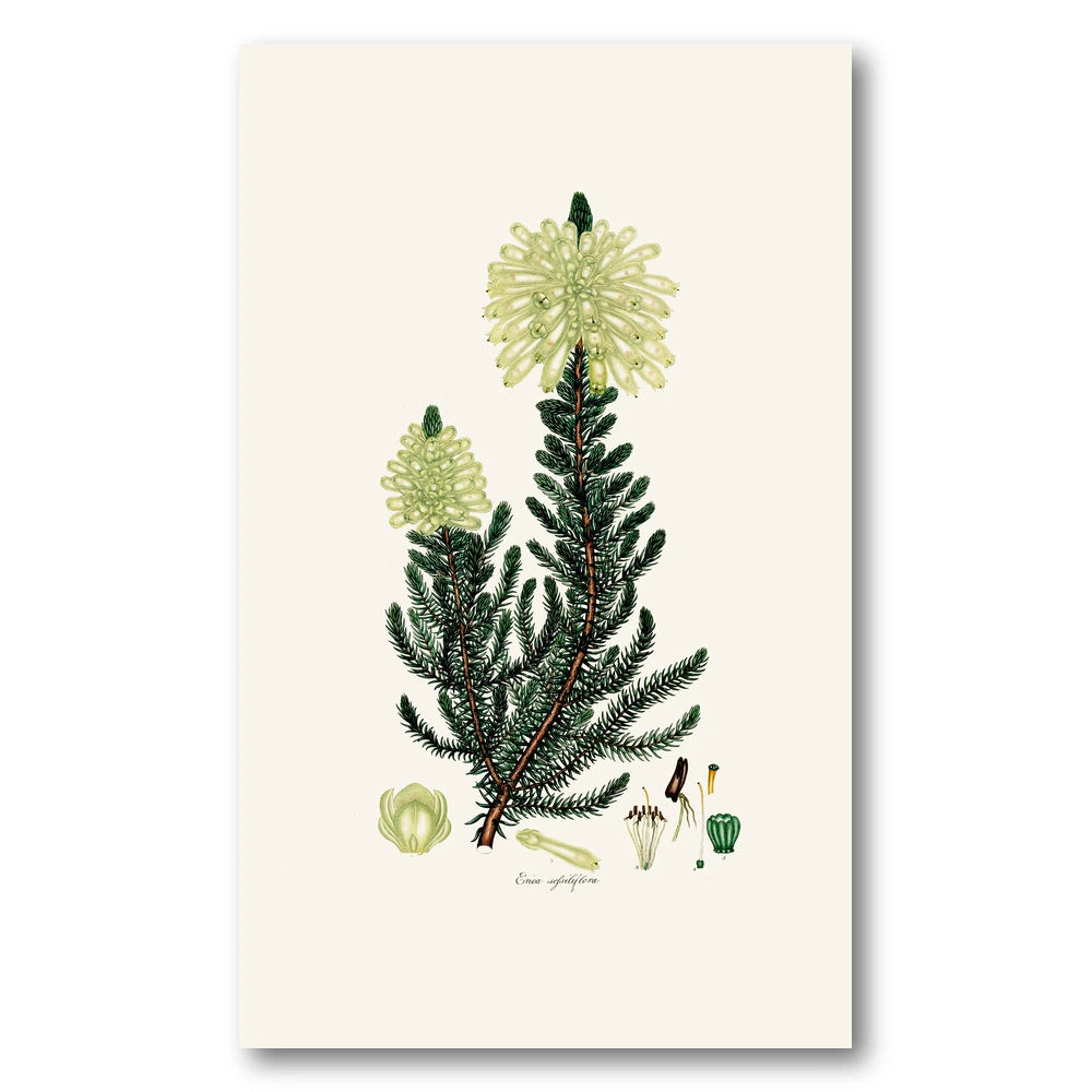 Cape Fynbos – Erica sessiliflora Art Print