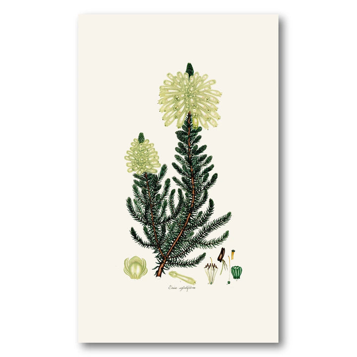 Cape Fynbos – Erica sessiliflora Art Print