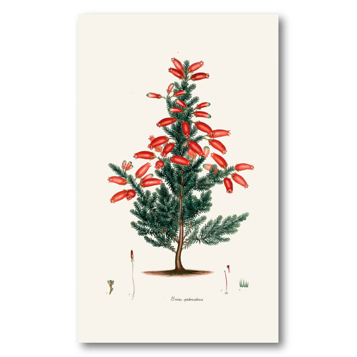 Cape Fynbos – Erica splendens Art Print