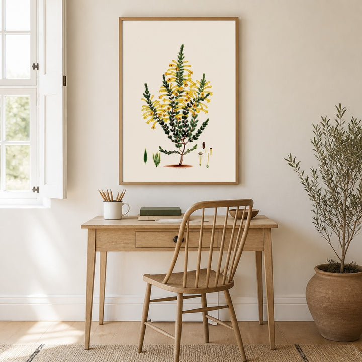 Erica sulphurea Cape fynbos art print framed in a South African farmhouse