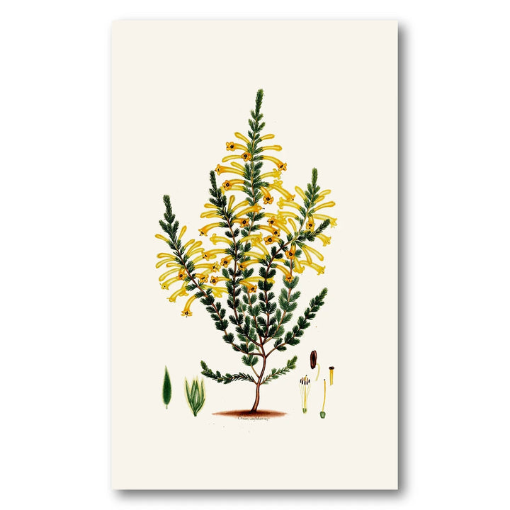Cape Fynbos – Erica sulphurea Art Print