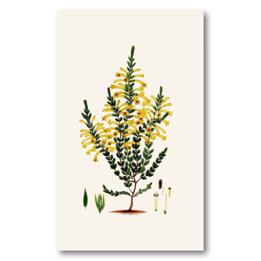 Cape Fynbos – Erica sulphurea Art Print