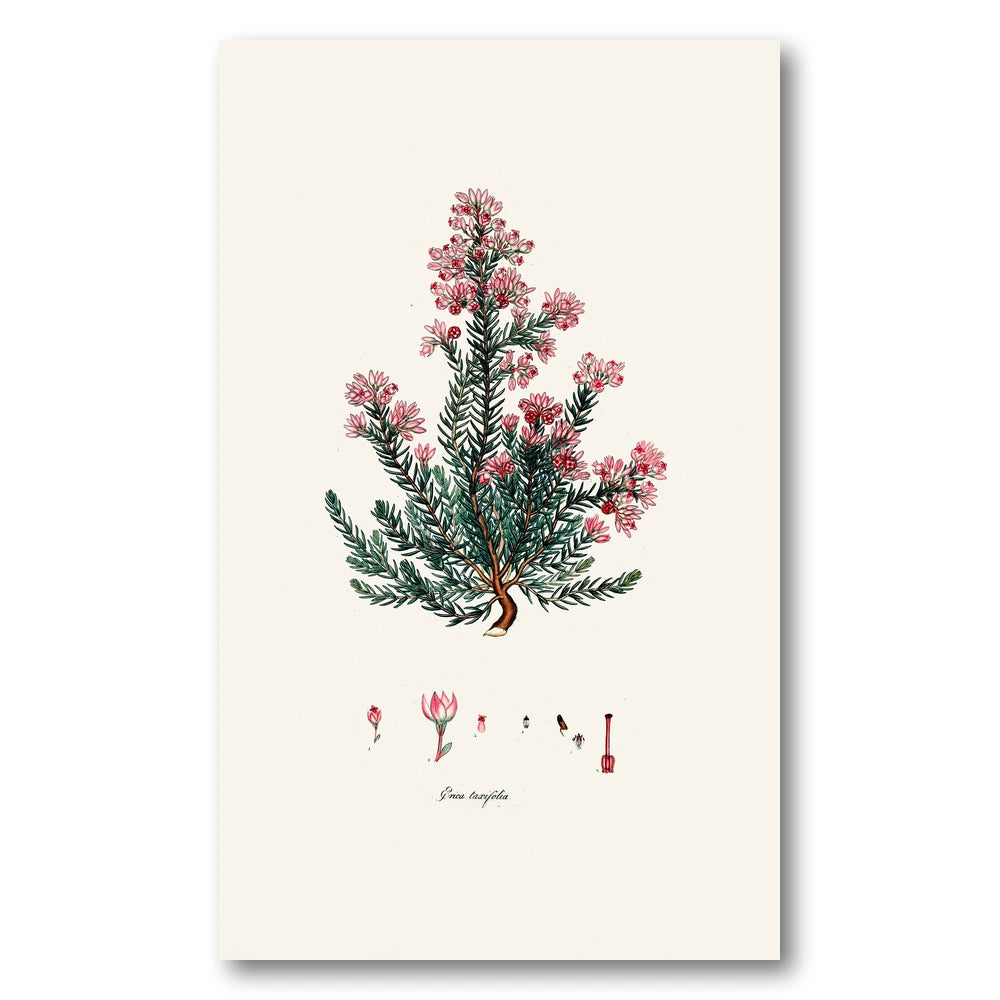 Cape Fynbos – Erica taxifolia Art Print