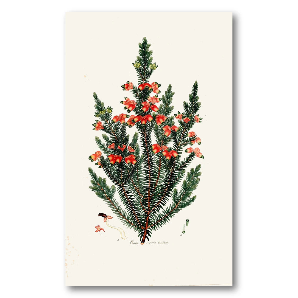 Cape Fynbos – Erica vernix longiflora Art Print