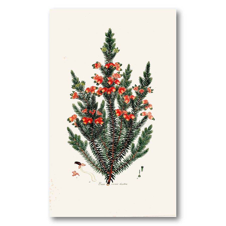 Cape Fynbos – Erica vernix longiflora Art Print