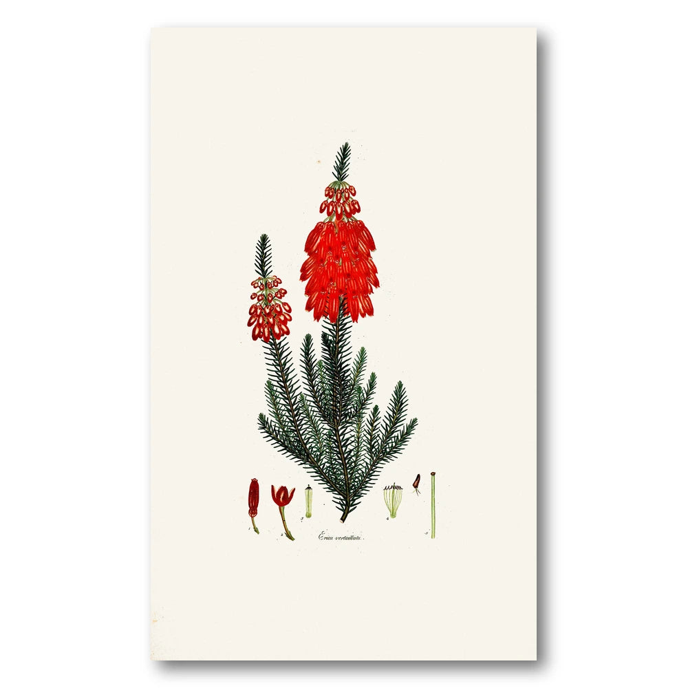 Cape Fynbos – Erica verticillata Art Print