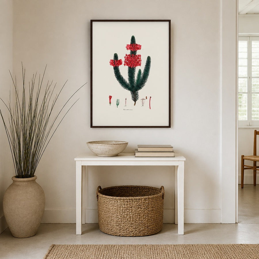 Cape Fynbos – Erica vestita coccinea Art Print in a room setting