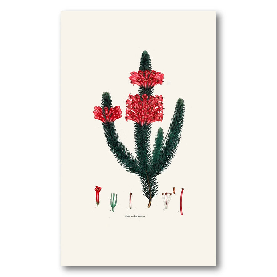 Cape Fynbos – Erica vestita coccinea Art Print
