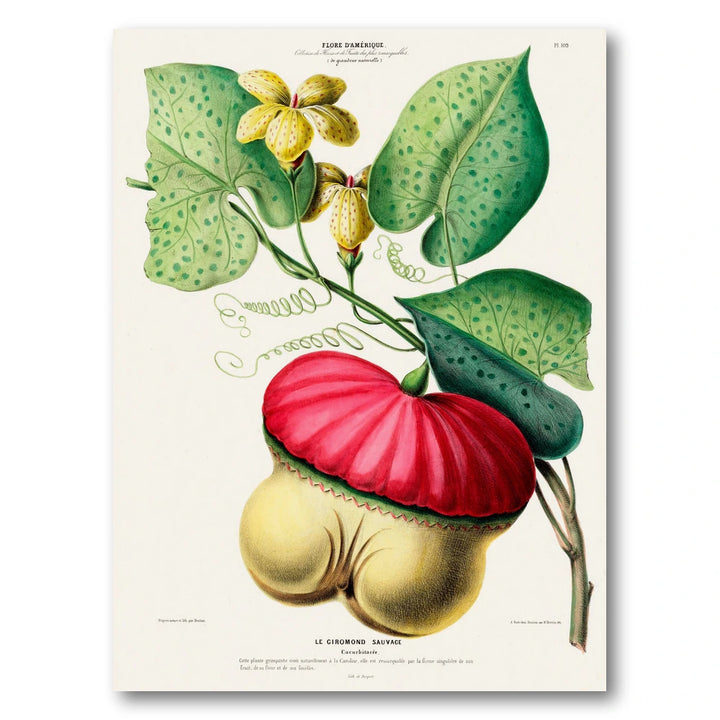 Wild Gourd Vintage Botanical Art Print