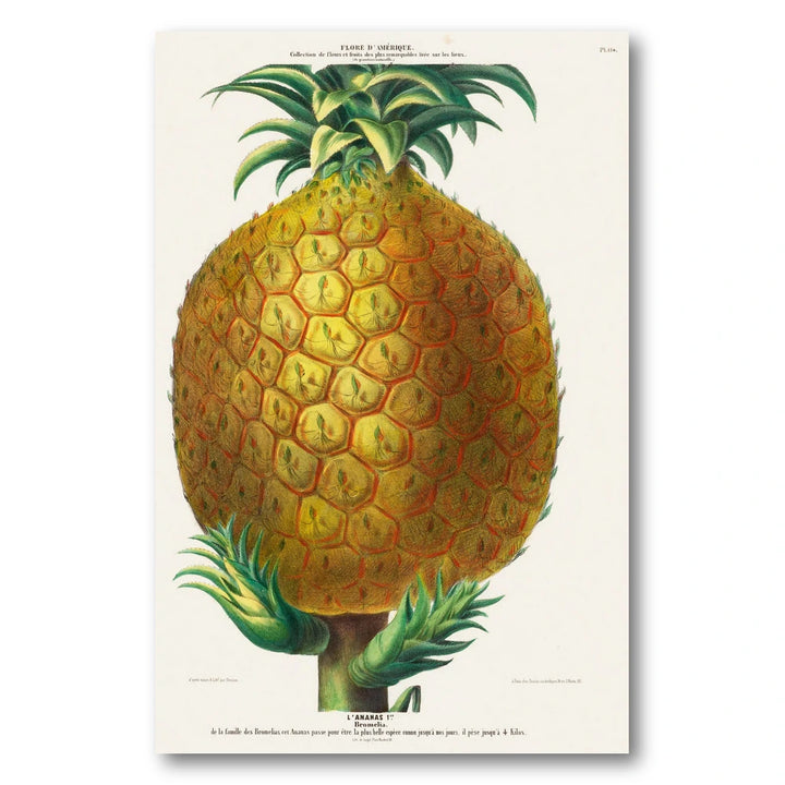 Pineapple Vintage Botanical Art Print