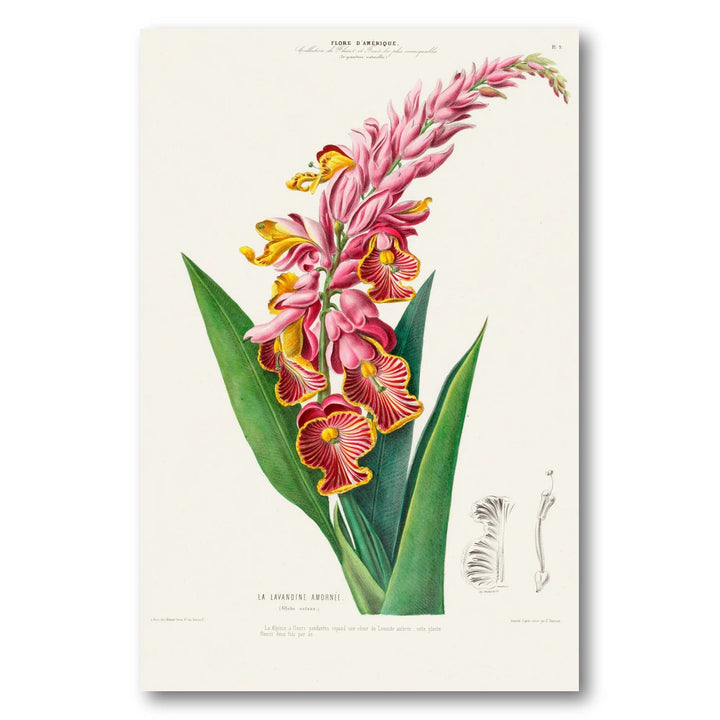 Globba Vintage Botanical Art Print
