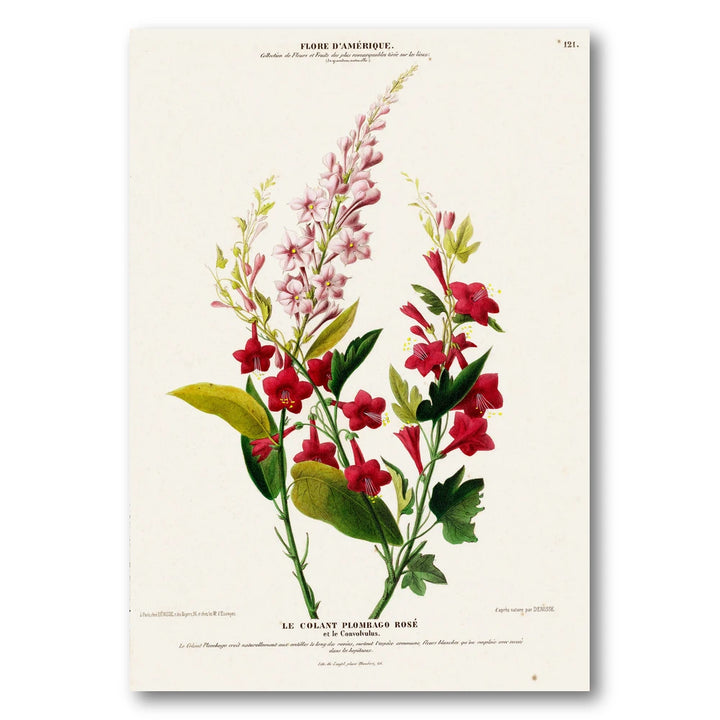 Pink Plumbago Vintage Botanical Art Print