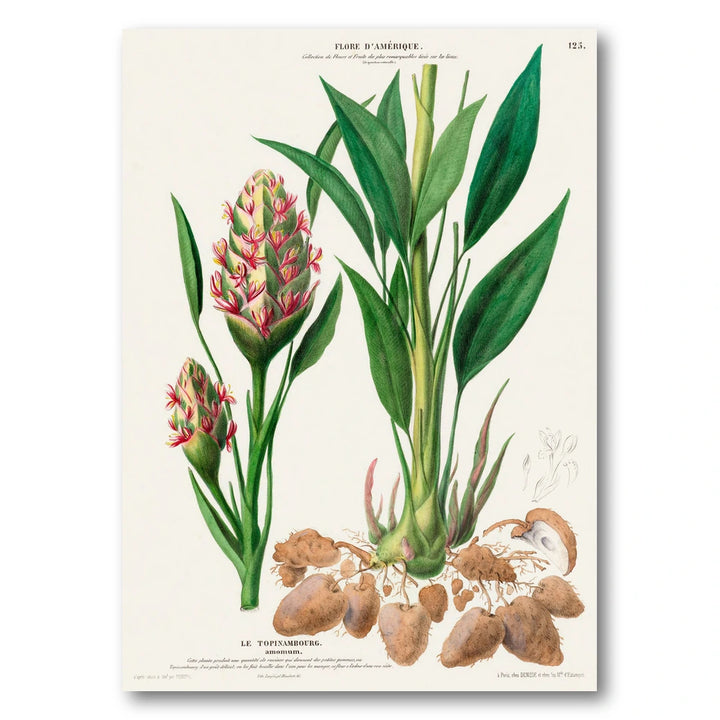 Amomum Ginger Vintage Botanical Art Print