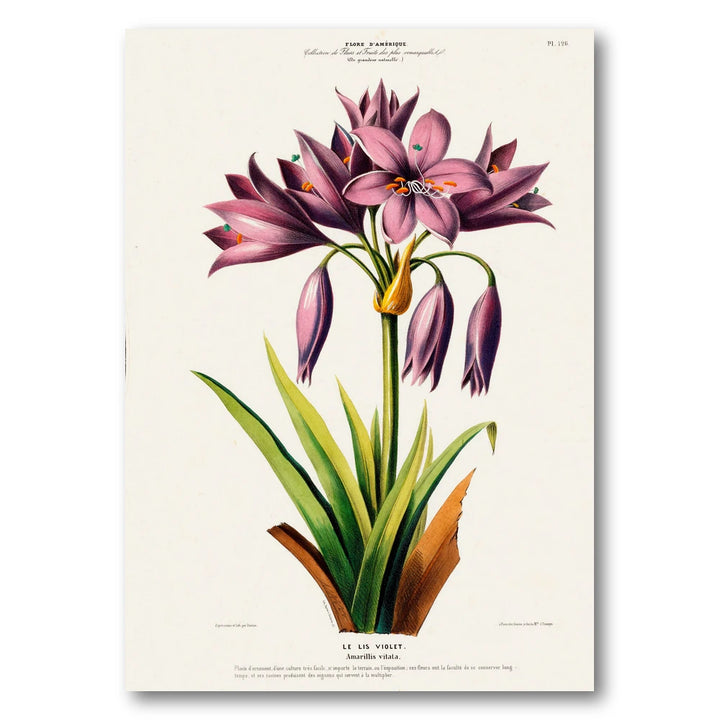 Striped Amaryllis Vintage Botanical Art Print