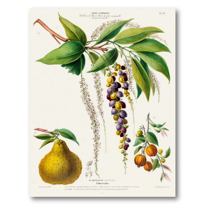 Fiddlewood Vintage Botanical Art Print