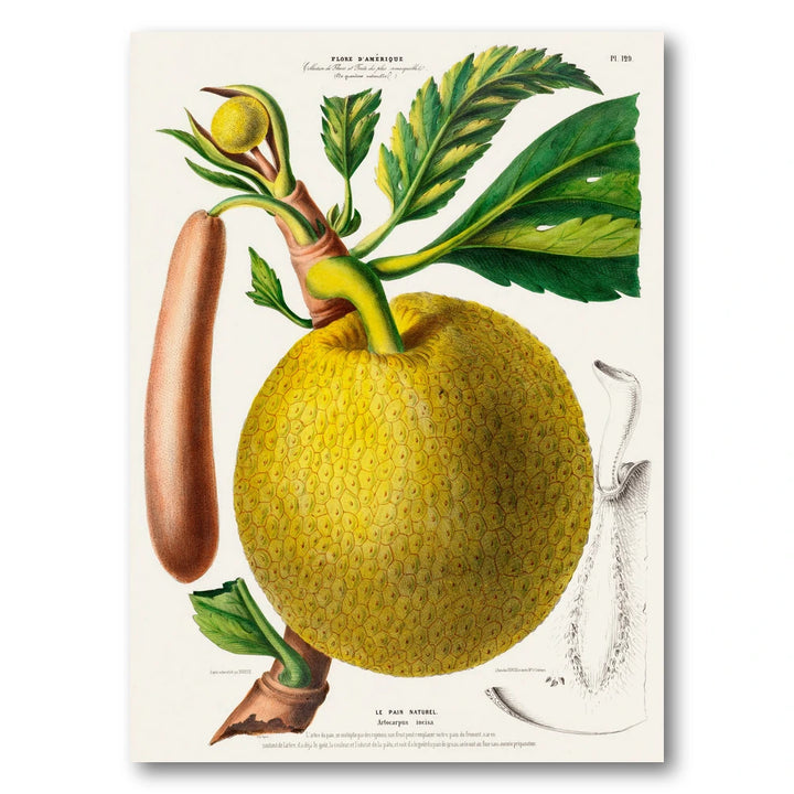 Breadfruit Vintage Botanical Art Print