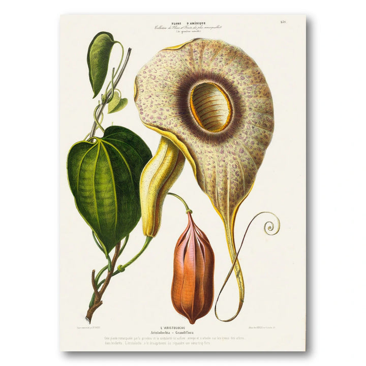 Pelican Flower Vintage Botanical Art Print