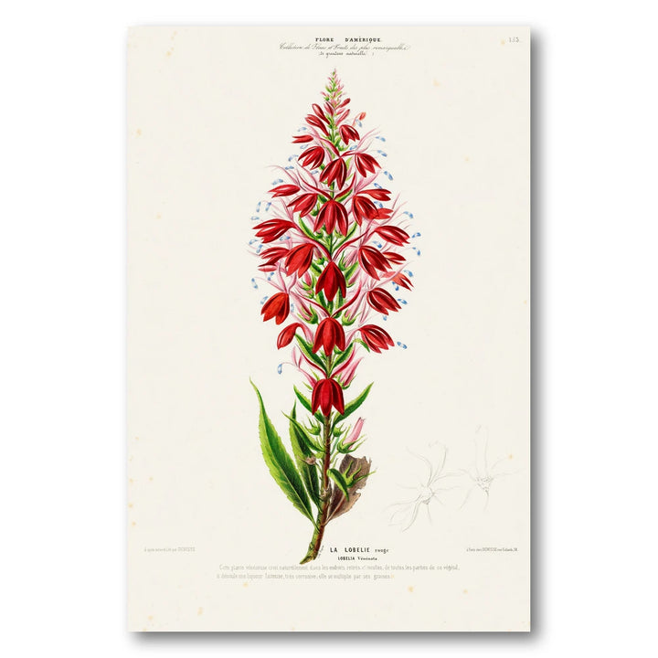 Red Lobelia Vintage Botanical Art Print