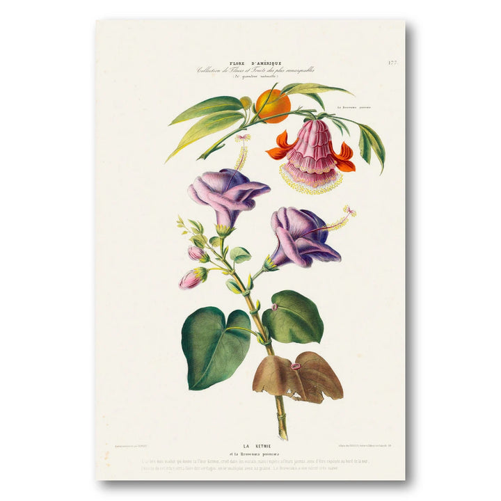 Brownea Vintage Botanical Art Print