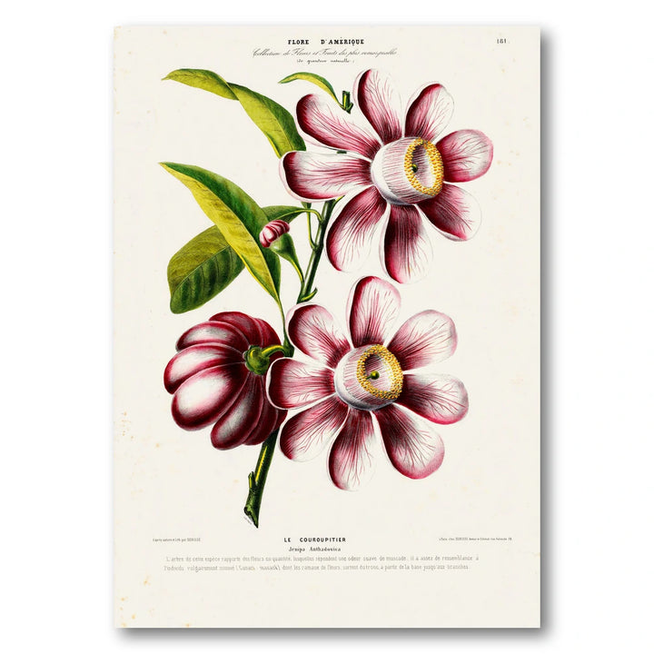 Couroupita Flower Vintage Botanical Art Print